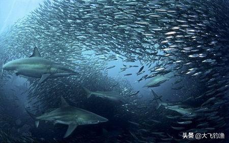 fish4dogs价格图片精选:针对钓鱼常识，是谁最先提出鱼类有洄游的现象?有何依据？