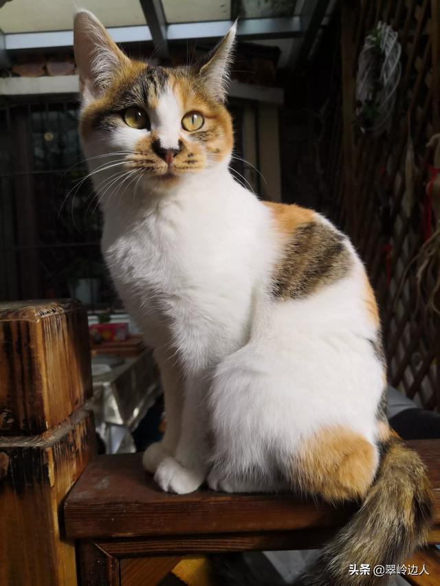 你什么时候被猫的智商震惊了？插图10