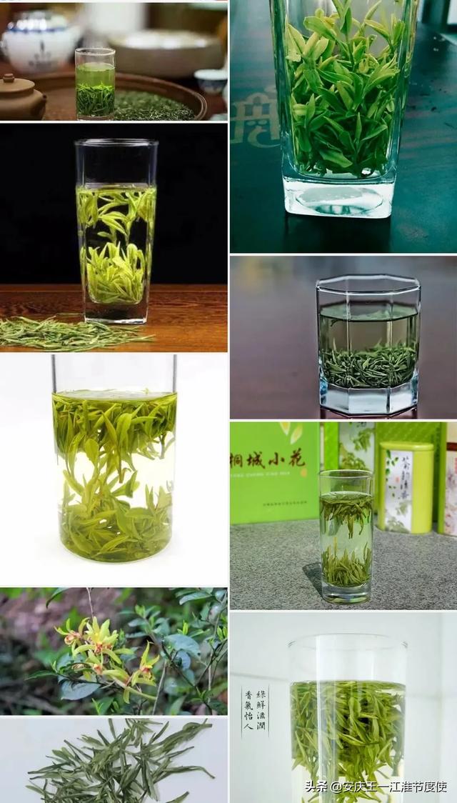望推荐！安徽有哪些品种的茶叶？