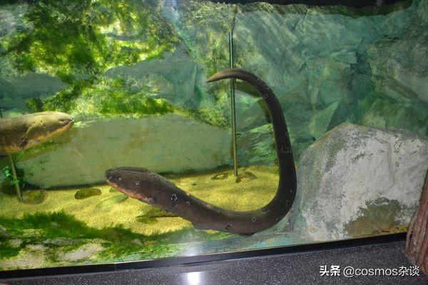 电鳗为什么会放电进化:带电的生物，电是如产生和存储的，如电鳗，电鳐等？