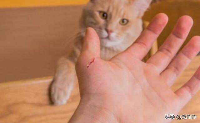不小心被家猫抓伤有一点点划伤:被小猫抓破了手上的皮有事吗?