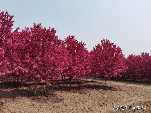 四季海棠小苗:盆栽四季海棠的花苞小而少，可以喷磷酸二氢钾来促花吗？