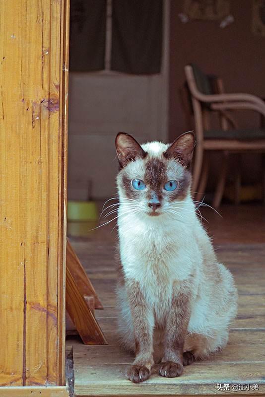 猫咪不乖的作品请:猫咪不乖的全部小说有哪些 我养了一只猫，它很不乖，很凶，我能放弃它吗？