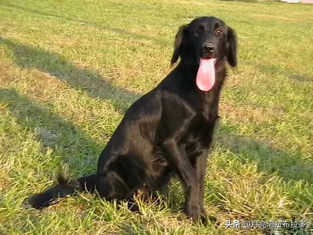 宠物狗金毛犬的价格和图片大全:金毛生的小黑狗价格高不高呢？