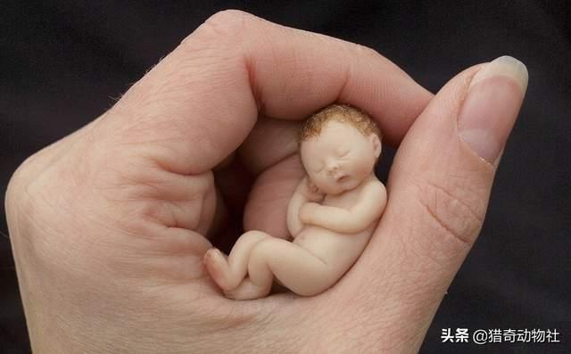 小食人鱼幼崽:能自理的动物幼崽千千万，人类最聪明，为何幼崽这么难养？