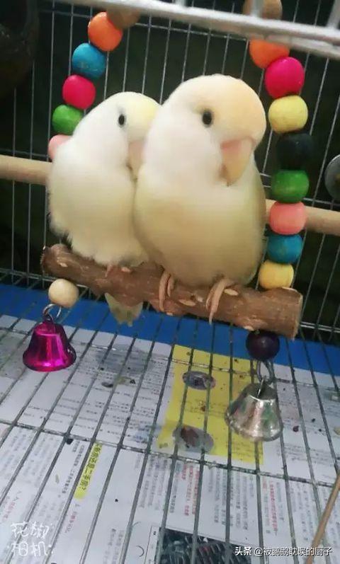 牡丹鹦鹉吧:牡丹鹦鹉是不是开始生第一窝蛋就不会停下，一窝接一窝？
