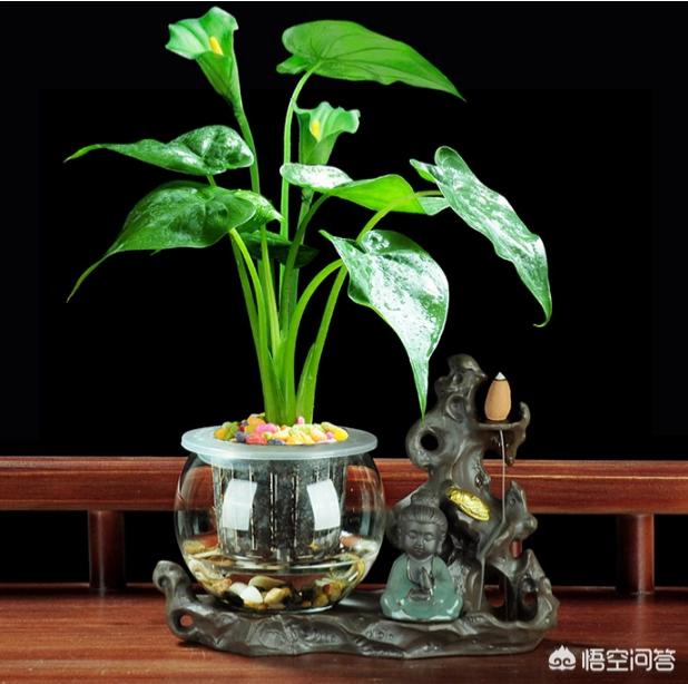 水培滴水观音施肥方法:滴水观音叶子黄了怎么回事？