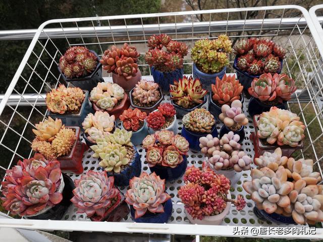 多肉什么样的是精品？