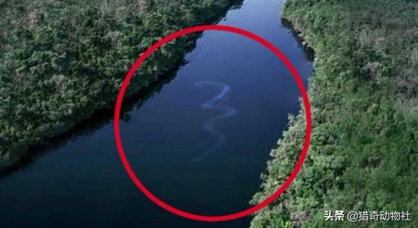 巨骨舌鱼是保护动物吗，亚马逊河最恐怖的动物是什么？