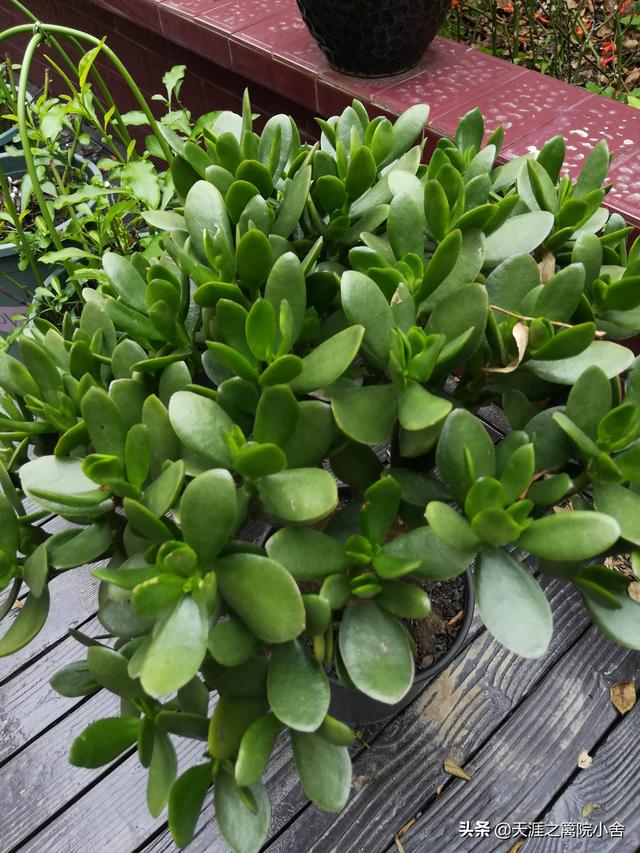 玉树养成盆景的几个技巧，为什么有人养在室内就容易挂掉呢？插图53