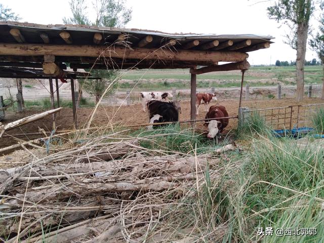 肉牛养殖创业计划书，农村创业做肉牛养殖，成本和利润怎么样