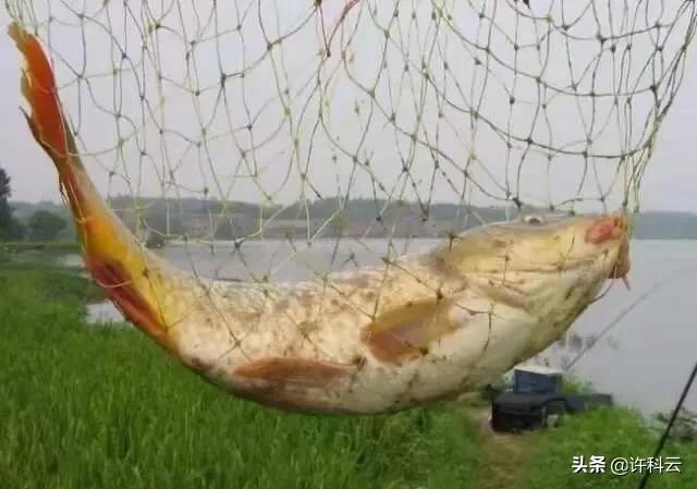中华雀鸟论坛手机版:一直不明白钓鱼者的心态，不是为了吃，是在追求什么感觉吗？