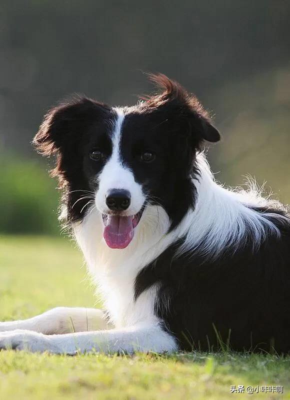 地带边境牧羊犬好养吗:16个不能养边牧的理由？