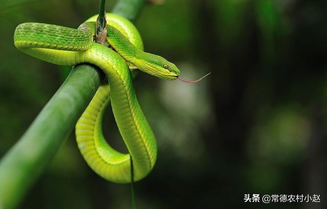 竹叶青蛇壁纸:头上长了两个角的青蛇是什么蛇？