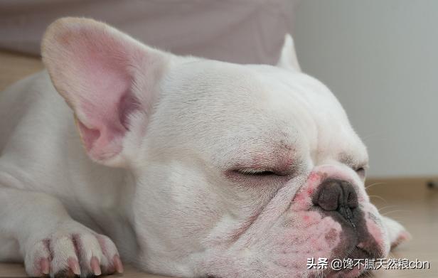 虎斑波尔多犬价格:中华田园虎斑犬在中国稀有吗？为什么？