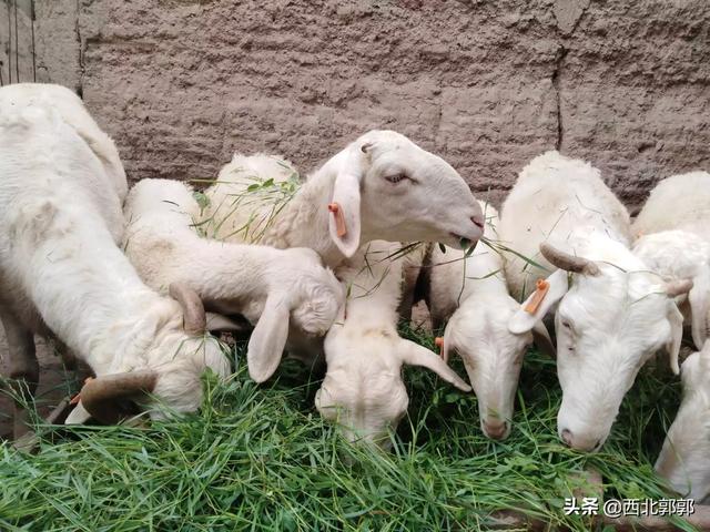 紫花苜蓿草喂鸡:农村大力发展养殖业，养猪牛羊，鸡鸭鹅，养哪种家禽致富最快？