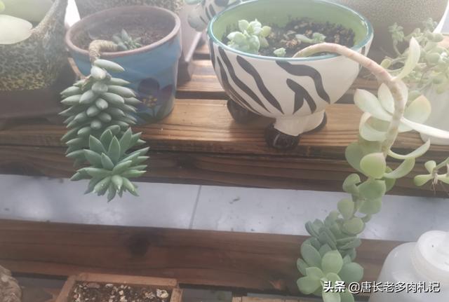 为什么别人养的多肉都胖呼呼、肉肉的,我养的却瘦瘦的、长长的？