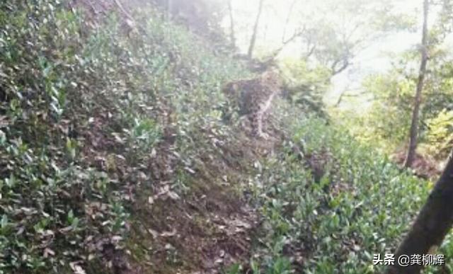坎高和高加索打架视频:杭州转塘山林发现豹子，如遭遇豹子袭击，手持扁担能打赢豹子吗？ 坎高和高加索打架