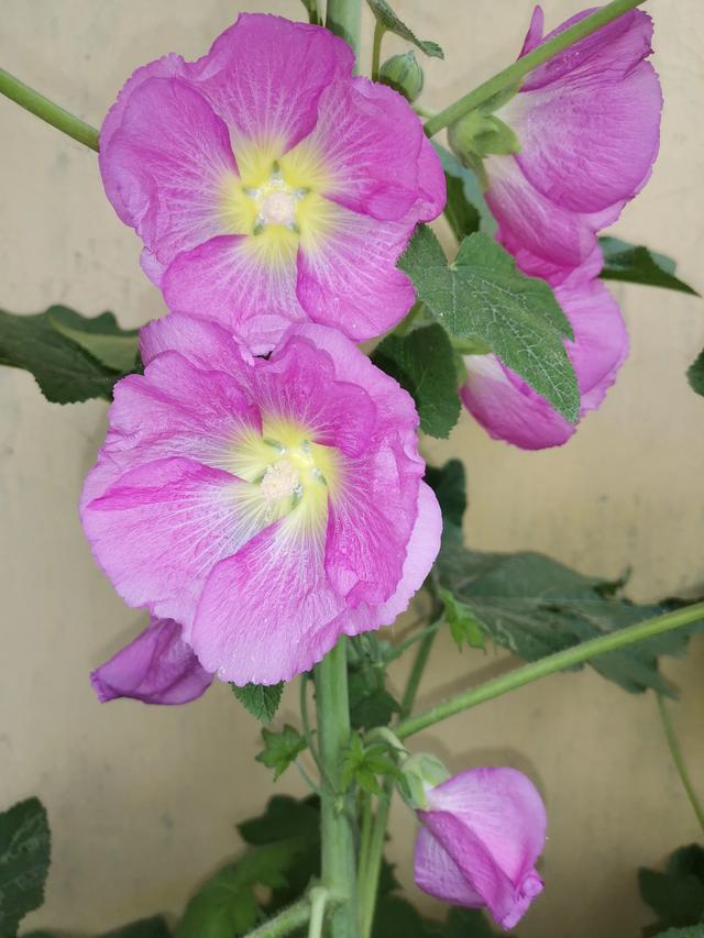 小型观花植物:家里空间小有什么适合养的植物？