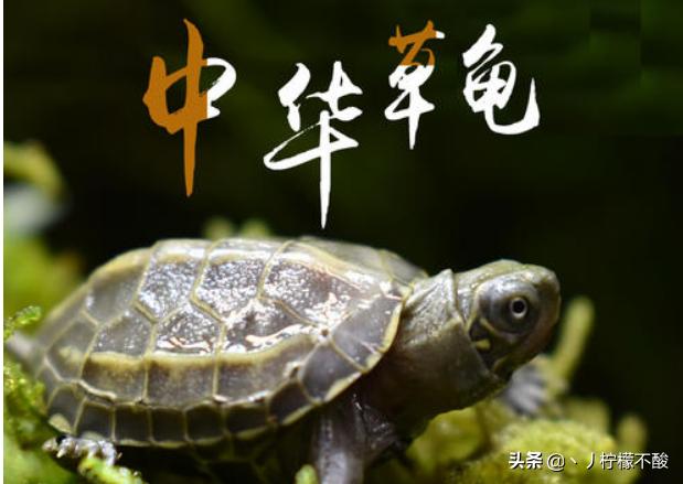 小乌龟怎么养:如何在家里面饲养小乌龟的方法？