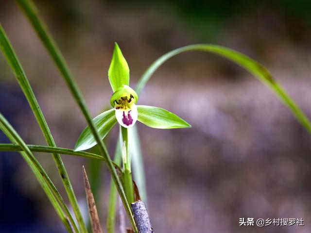 花卉图片大全吊竹梅:兰花通风那么重要，为什么感觉很少人用吊盆养呢？