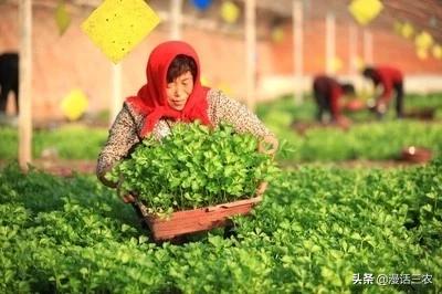 软腐病:软腐病用什么杀菌剂 芹菜栽培，什么原因会引发软腐病，如何识别和防治芹菜软腐病？