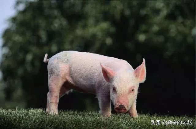 斯格配套系猪品种:体型猪和普通猪有什么区别？