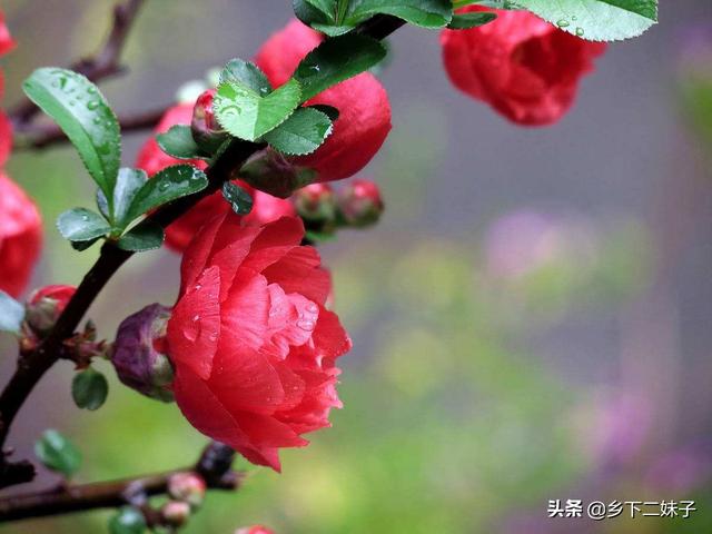 头条问答 海棠果树不嫁接会结果吗 怎么养护 10个回答