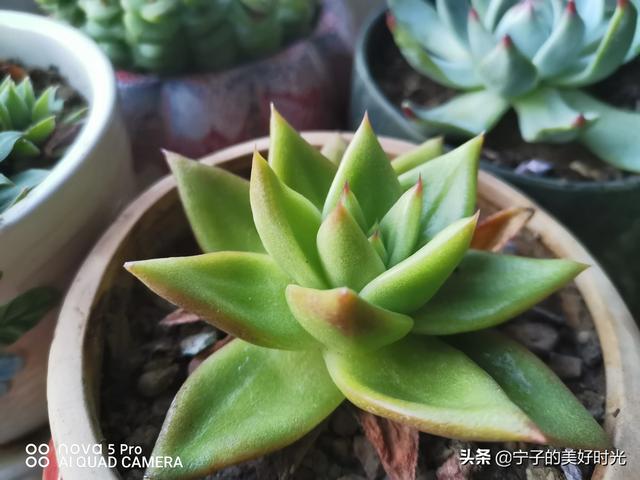 养多肉会上瘾到什么程度？