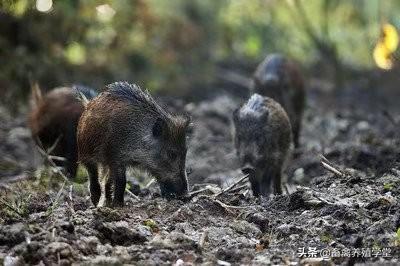 散养:在农村散养野猪究竟是骗局，还是发家致富的途径？