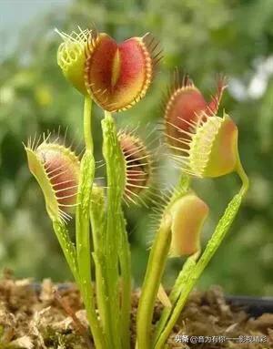 眼镜蛇瓶子草属:世界上最恐怖的植物是什么？