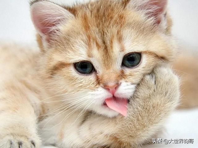 双子座适合养猫还是养狗:为什么人们都喜欢狗不喜欢猫？