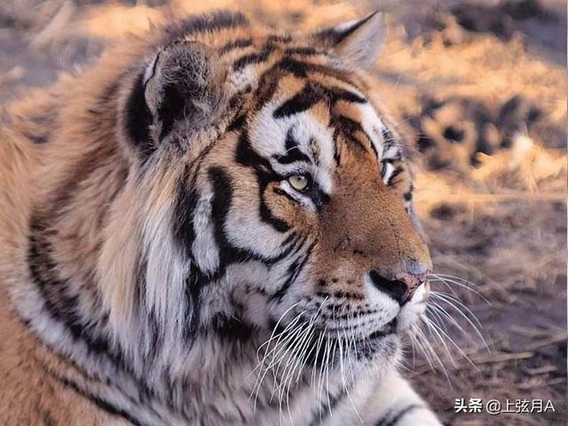 头条问答 - "狮子守大门,老虎坐中堂",老祖宗对门房建筑的讲究,有理吗