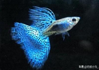diy丰年虾孵化器:繁殖孔雀鱼鱼苗喂什么好？