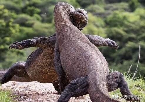 科莫多巨蜥天敌是谁，平头哥蜜獾对上科莫多巨蜥，平头哥蜜獾能弄死科莫多巨蜥吗