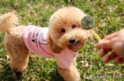 狗感冒了吃什么药药店买得到的:泰迪犬感冒吃什么药好的快？
