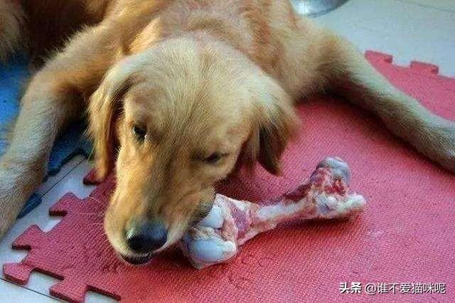 宠物知识大全:养宠知识：狗狗腿瘸了多久自愈？