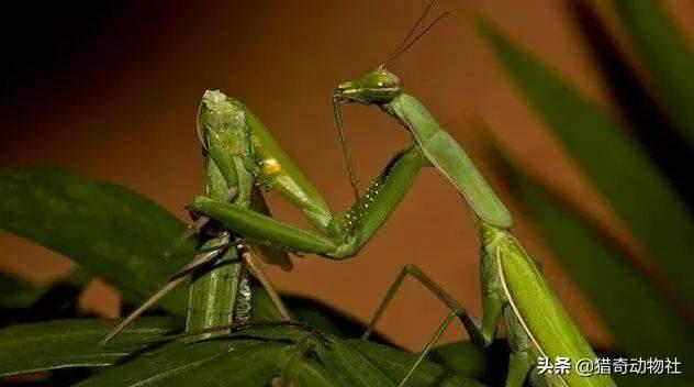 雌螳螂一定会吃掉自己的配偶吗，螳螂连自己的配偶都吃，究竟是为什么？