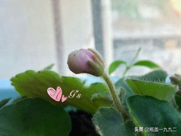 非洲堇养殖方法:花卉植物非洲堇需要用什么肥料？