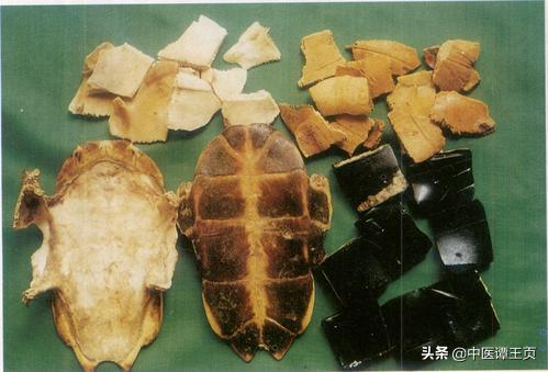 龟板胶的功效与作用:乌龟壳有什么作用和功效？