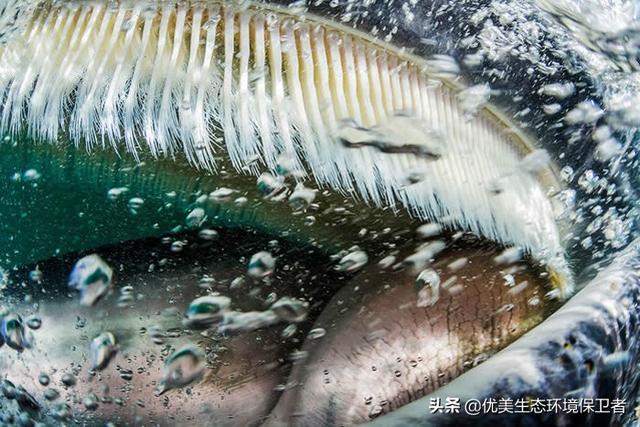矛齿鲸生物:经常听说鲨鱼伤人，但为什么很少听说鲸鱼伤人？