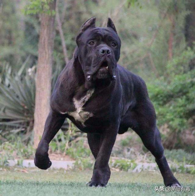 卡斯罗犬怎样训练:卡斯罗好训练吗？训练卡斯罗犬听从口令有哪些技巧？