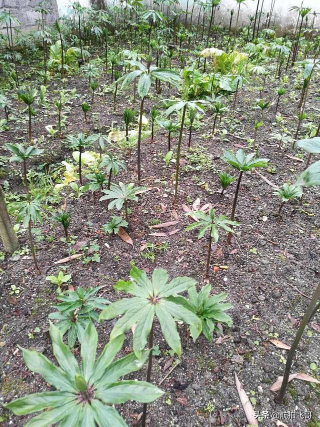 四季海棠茎腐病怎么治:又到了重楼茎基腐病的高发期了？您做好防治准备了吗？