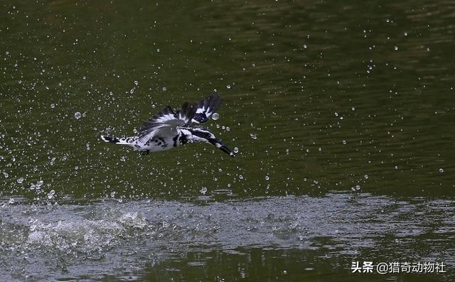 柳雷鸟分布:斑鱼狗鸟首次现身云南！斑马？鱼？狗？鸟？究竟是啥？ 柳雷鸟叫声