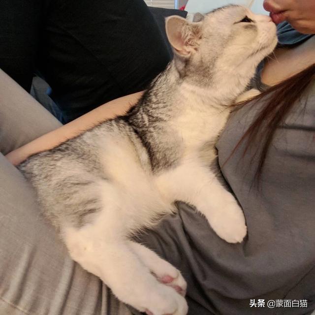 头条问答 猫咪会把主人当成妈妈吗 会有什么表现 萌面白猫的回答 0赞