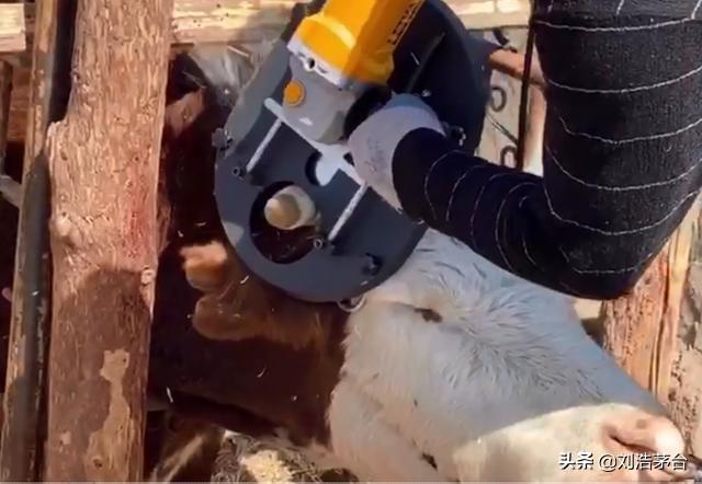 牛为什么要去角？去角要注意哪些事项？