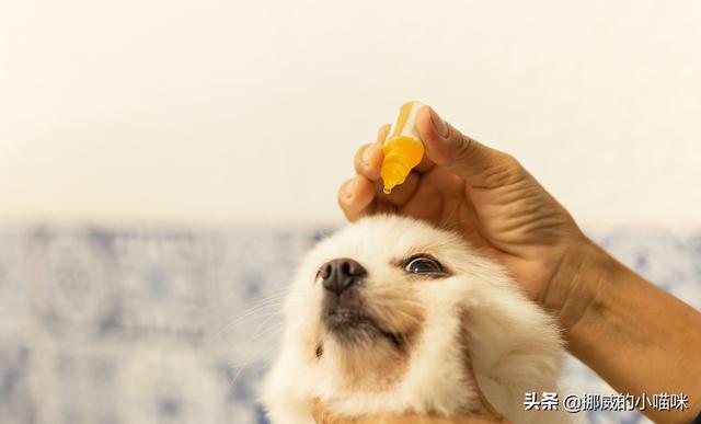 宠物小狗眼泪多怎么回事:狗狗流眼泪是因为难过吗？
