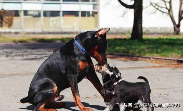 雪纳瑞性格:为什么现在的人都不敢养雪纳瑞？