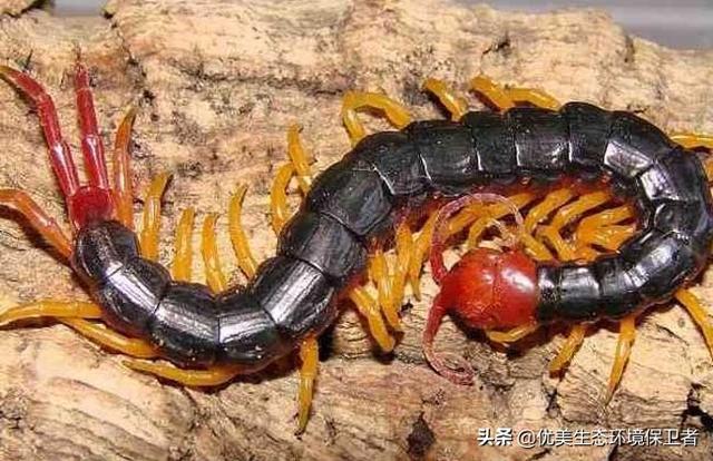 蓝长腺珊瑚蛇是眼镜蛇吗:蛇、蜈蚣、海蛇的毒是如何产生的，是胎里带的吗？