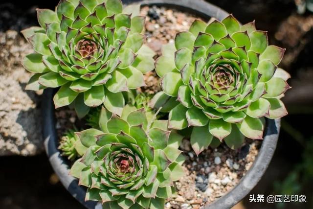 长生草属多肉植物图片:长生草多肉植物图鉴大全 观音莲最大能长多大呀有图片吗？